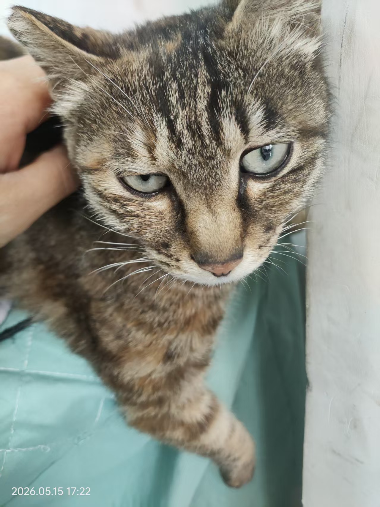 开鲁地区寻猫