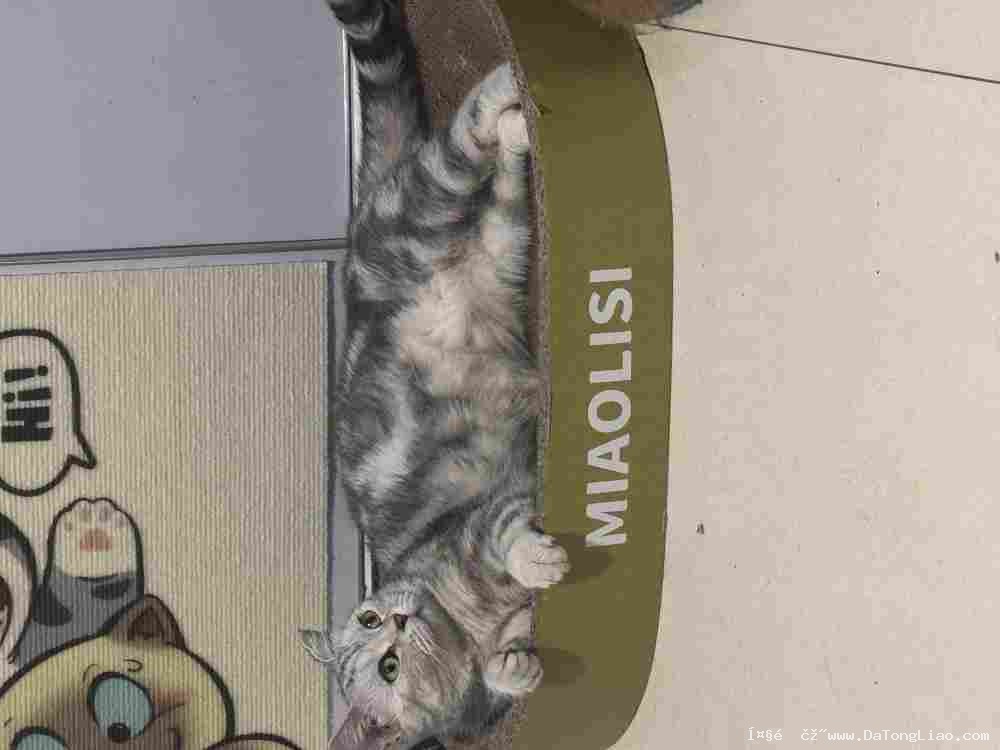 出售五年美国短毛猫一只
