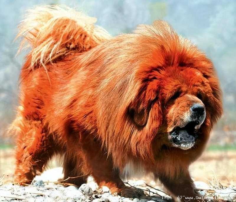 敖包嘎查出售一只藏獒
